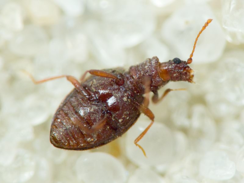 Stephostethus angusticollis (Gyllenhal, 1827)